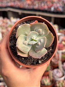 Echeveria cameo verdadeira