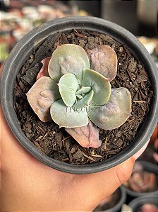 Echeveria cameo verdadeira (SEM RAIZ)
