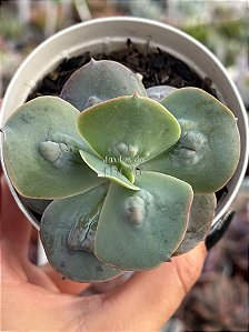Echeveria cameo verdadeira