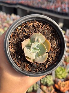 Echeveria cameo verdadeira