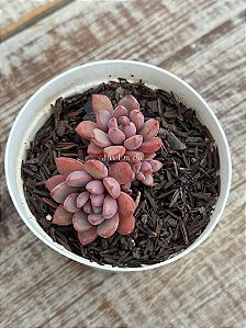 Graptoveria “purple dream”