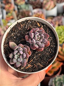 Graptoveria purple dream (sem raiz)