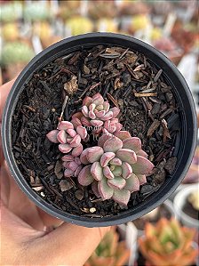 Graptoveria purple dream