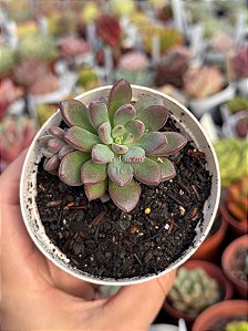 Graptoveria purple dream