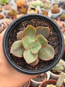 Echeveria 83B (sem raiz)