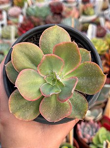 Echeveria 83B