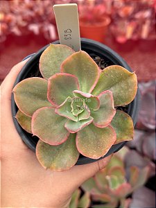Echeveria 83B