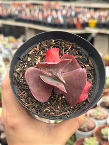 Echeveria increible