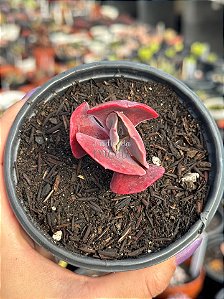 Echeveria increible