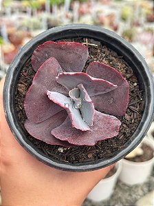 Echeveria increible (sem raiz)