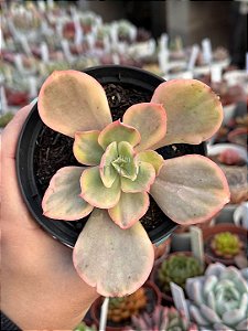 Echeveria ice age variegata M