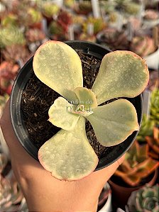 Echeveria ice age variegata M