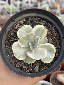 Echeveria ice age variegata M