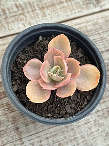 Echeveria ice age variegata