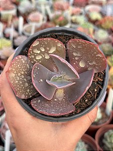 Echeveria nissei dorma (sem raiz)