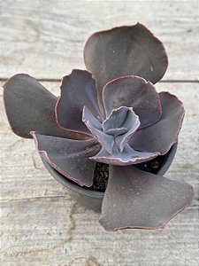 Echeveria nessie dorma (sem raiz)