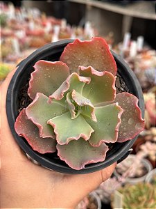 Echeveria marjorie pogue