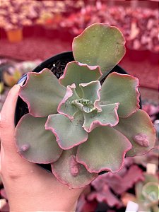 Echeveria marjorie pogue