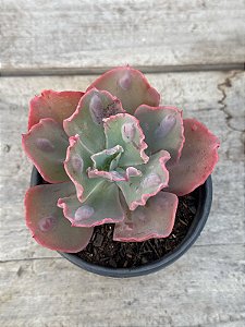 Echeveria marjorie pogue F2 (sem raiz)