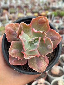 Echeveria marjorie pogue F2