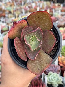 Echeveria big red