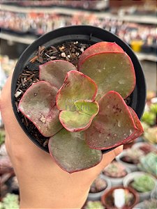 Echeveria big red