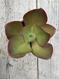 Echeveria big red