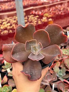 Echeveria vista (importada com carunculos)