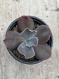 Echeveria vista (importada com carunculos)