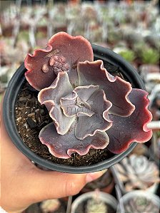 Echeveria vista (importada com carunculos)