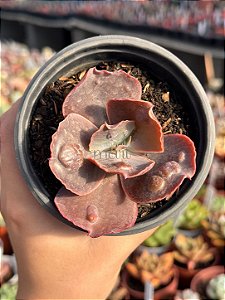 Echeveria buckley