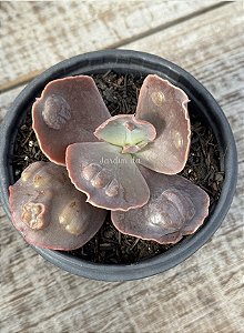 Echeveria buckley (sem raiz)