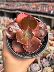 Echeveria buckley