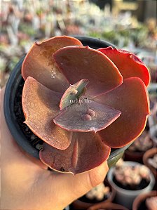 Echeveria buckley
