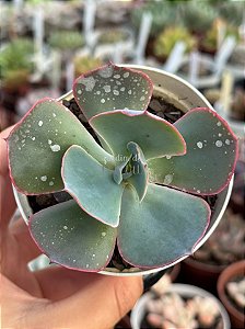 Echeveria sahara