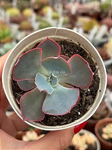 Echeveria sahara