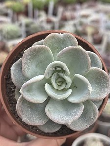 Pachyveria orpet