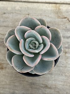 Pachyveria orpet