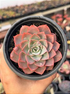 Echeveria zoe/02