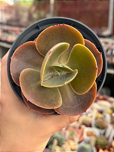 Echeveria luyu