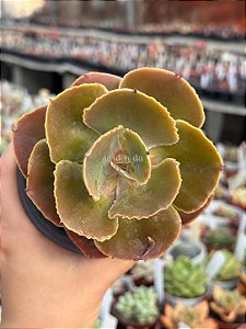 Echeveria luyu