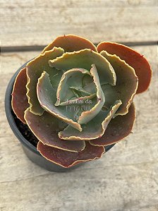 Echeveria luyu (sem raiz)