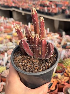 Stapelia leendertziae (black bells)