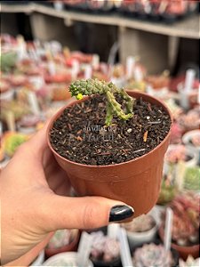 Euphorbia flanaganii