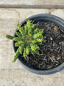 Euphorbia flanaganii