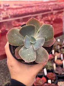 Echeveria paul bunyan