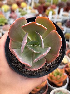 Echeveria paul bunyan