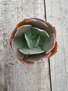 Echeveria paul bunyan (matriz variegata)