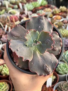Echeveria blue cat (sem raiz)