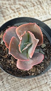 Echeveria blue cat